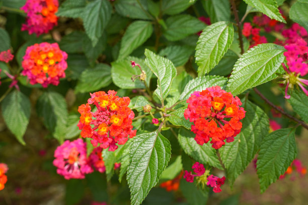 lantana