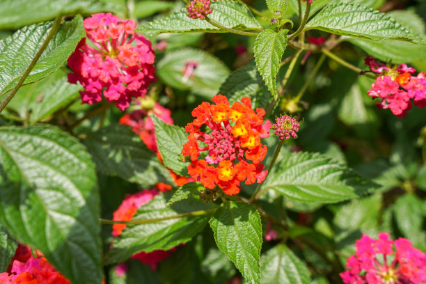 lantana