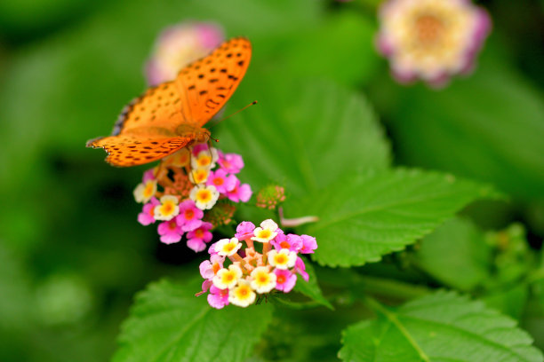 lantana