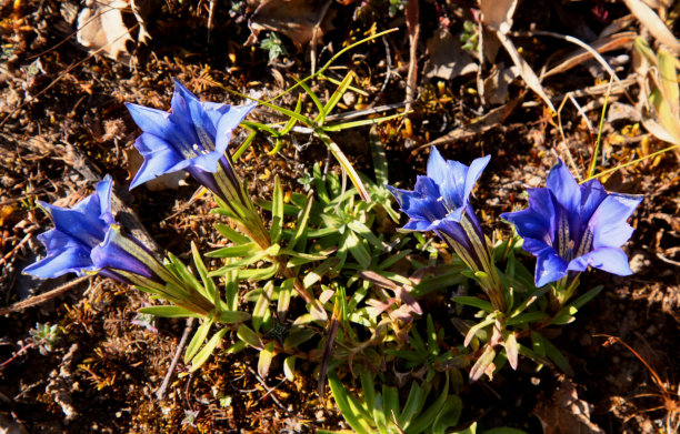 gentian