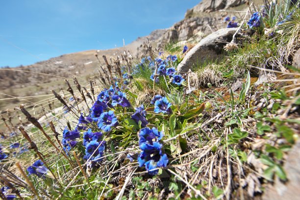 gentian