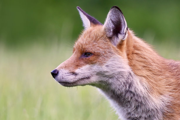 foxface