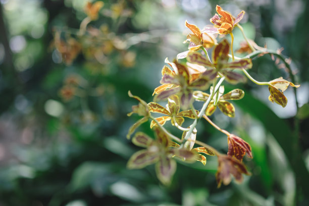 热带森林中的花朵，泰国