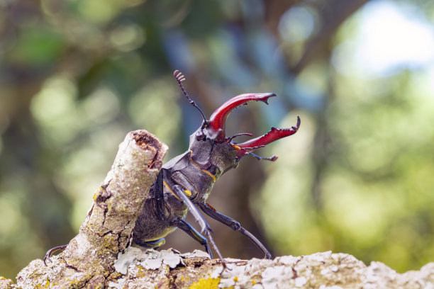 lucanus