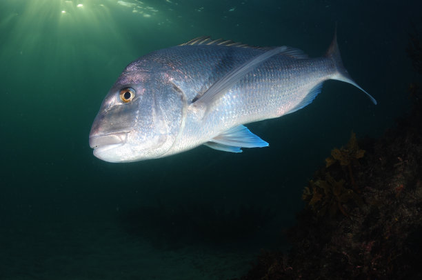 snapper
