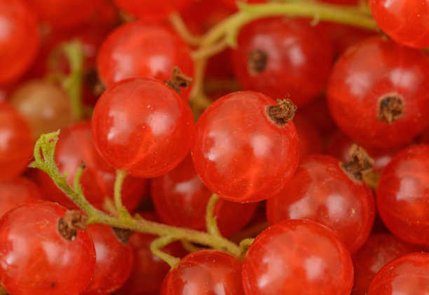 redcurrant