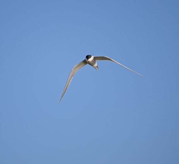 小tern