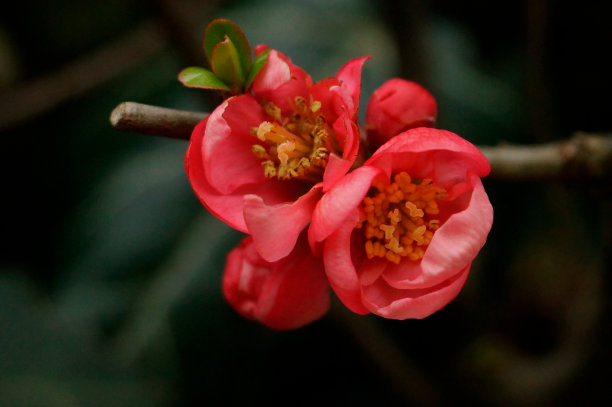chaenomeles
