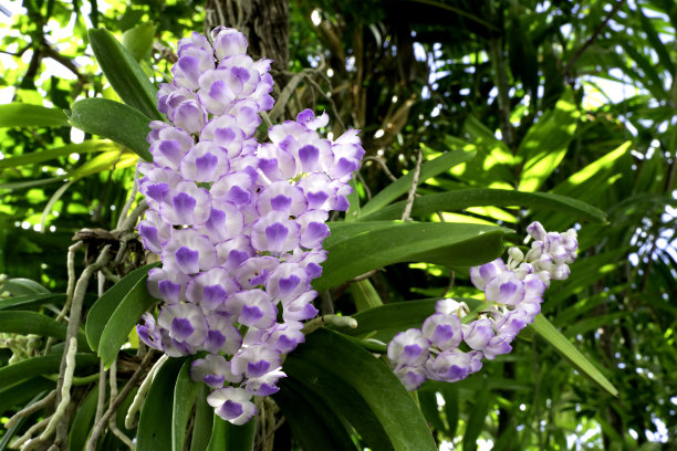 热带森林中的花朵，泰国