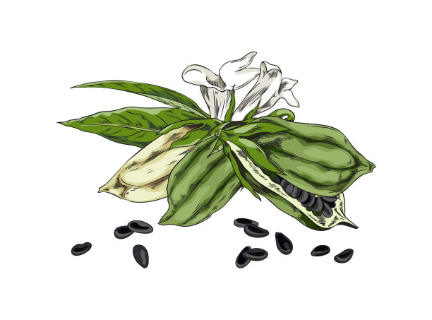 豆荚草药包装插画