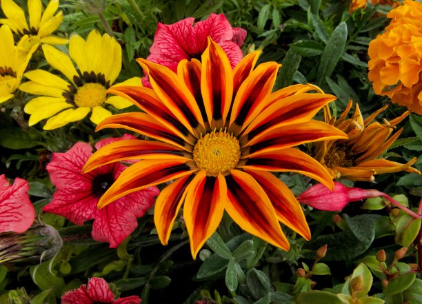 gazania
