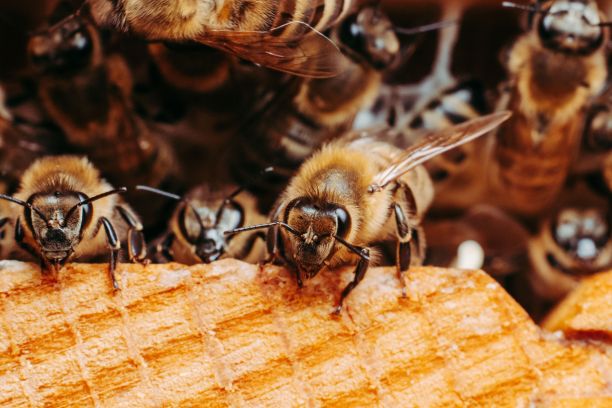 beekeeper