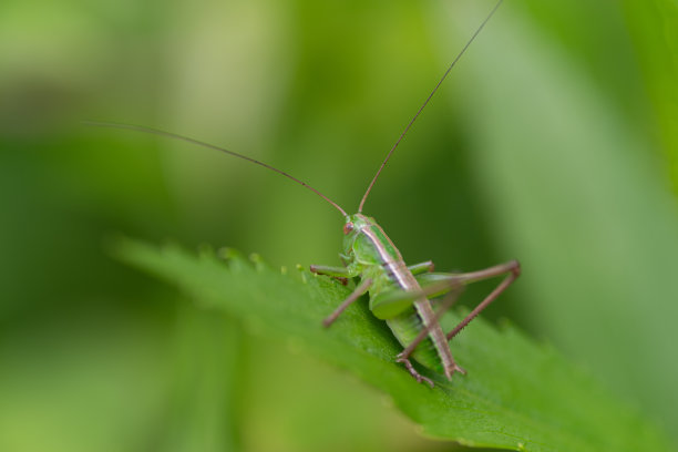 katydid