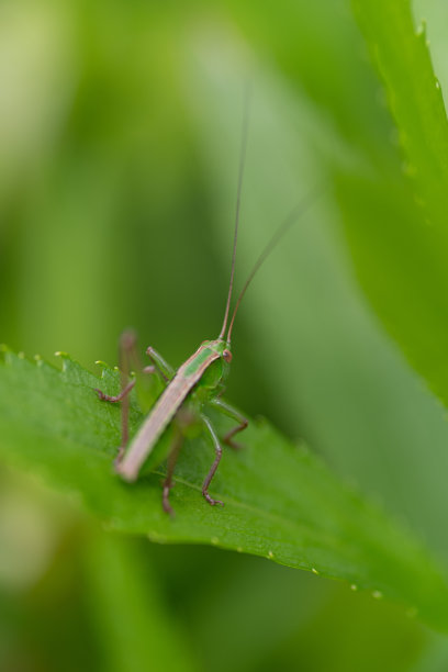 katydid
