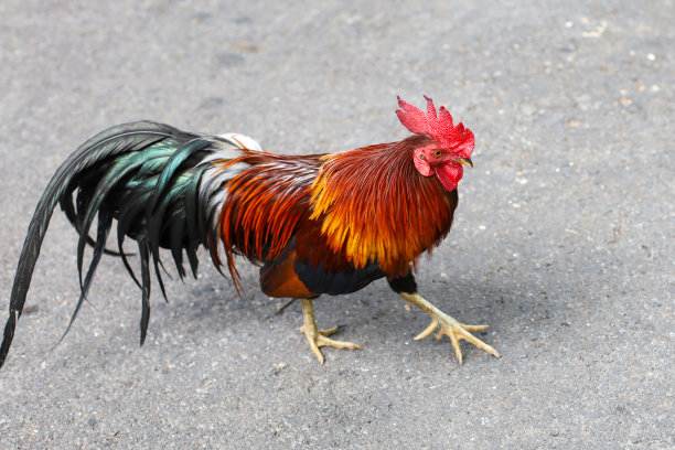 cock