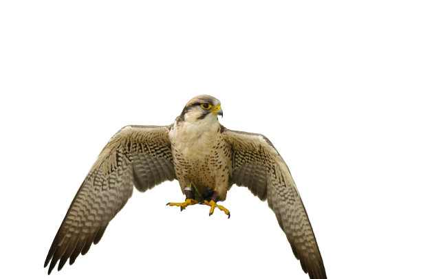 falcon