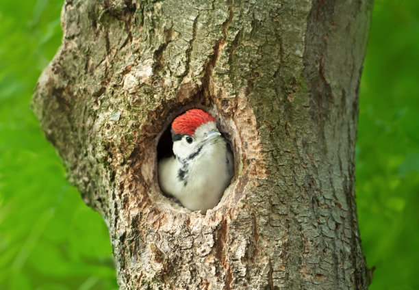 perched