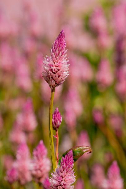 liatris