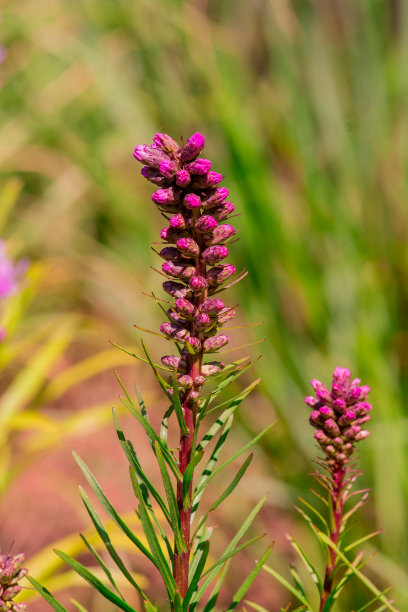 liatris