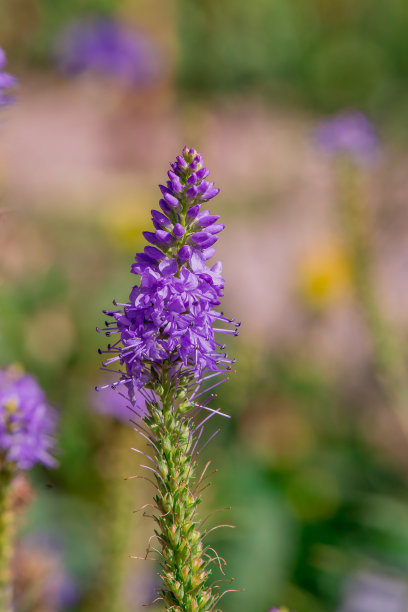 liatris