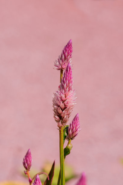 liatris
