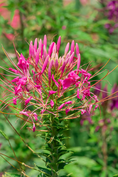 cleome