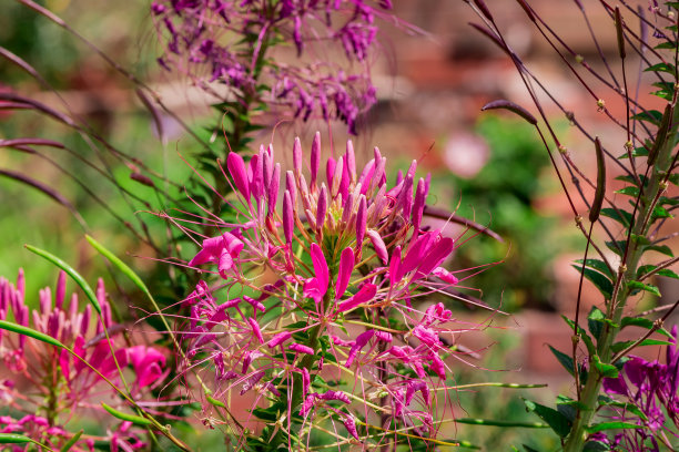cleome