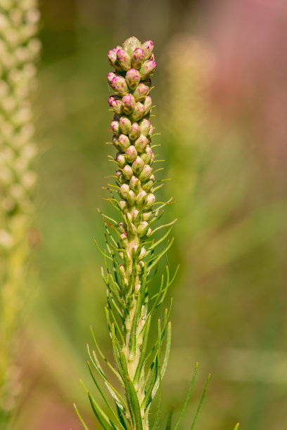liatris