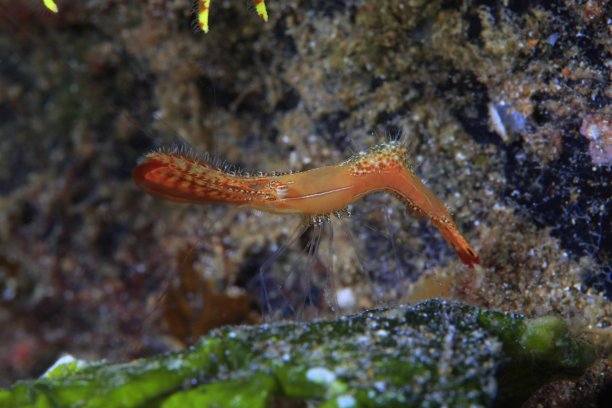 海洋 虾 鱼 生物