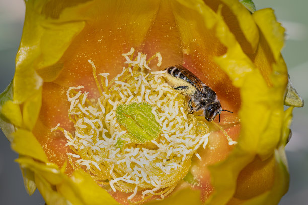 pollination