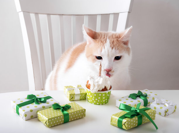 生日小猫派对可爱庆祝蛋糕形象