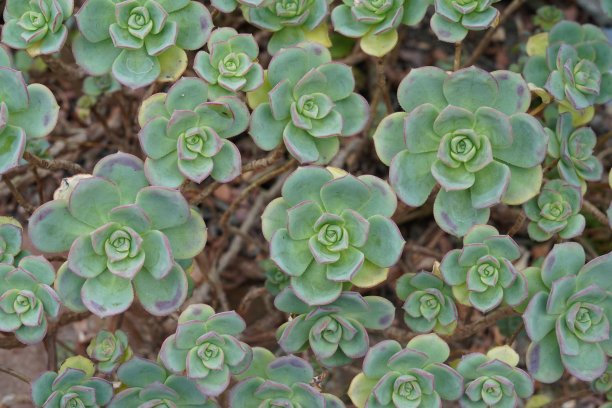 crassula