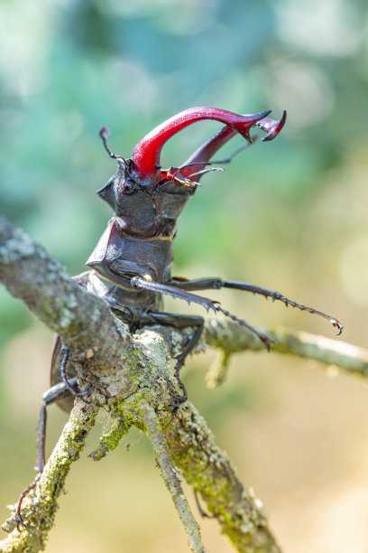 lucanus