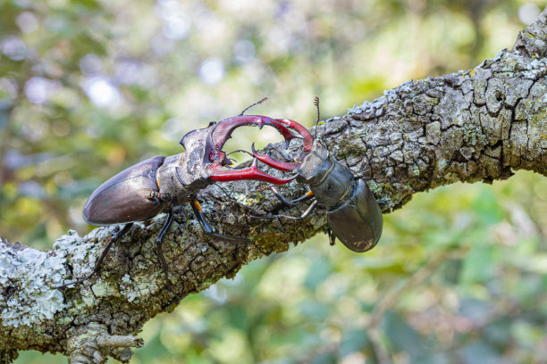 lucanus