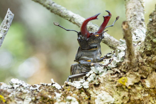 lucanus