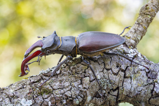 lucanus