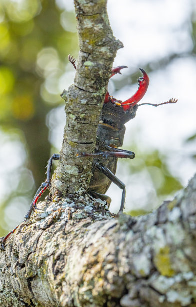 lucanus