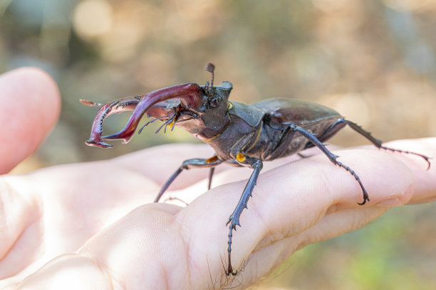 lucanus