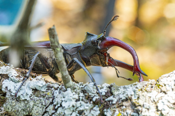 lucanus