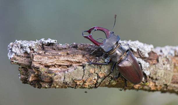 lucanus