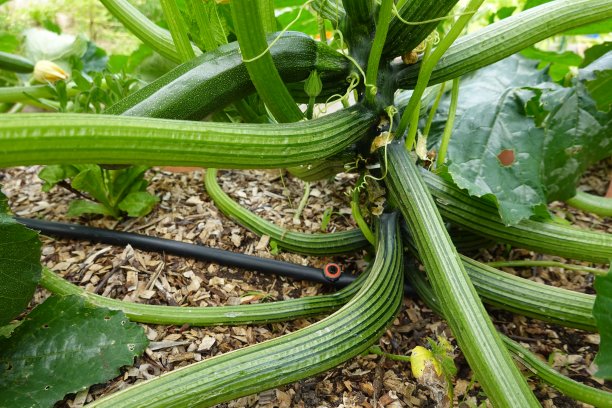 courgette
