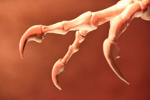 pincer