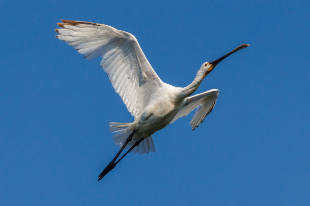 spoonbill