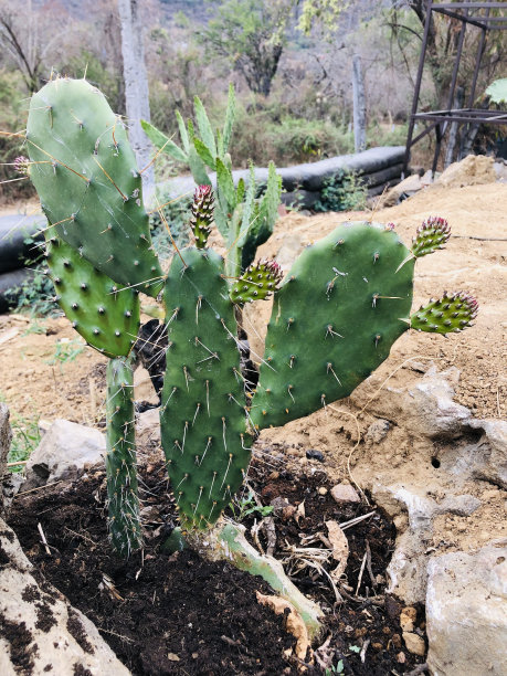 saguaro