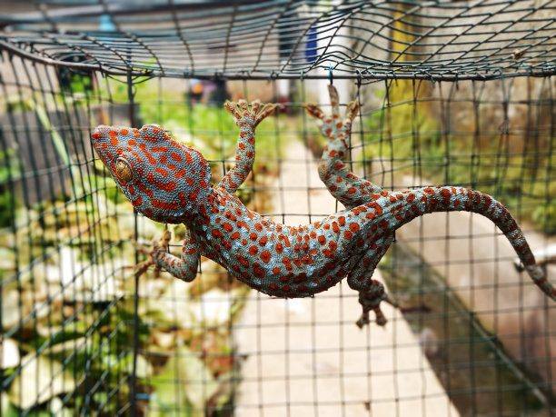 captivity