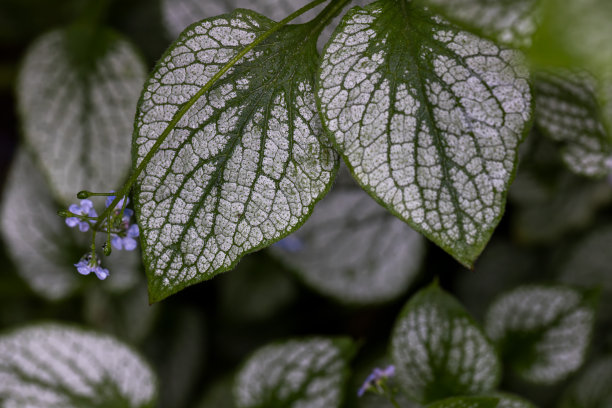 brunnera
