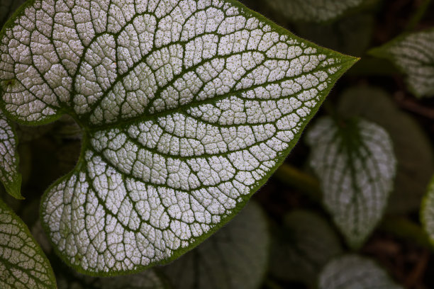 brunnera