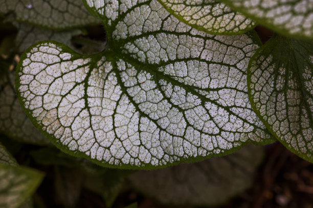 brunnera