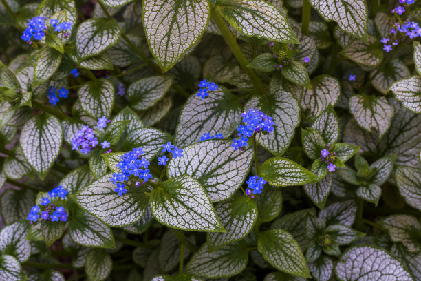 brunnera