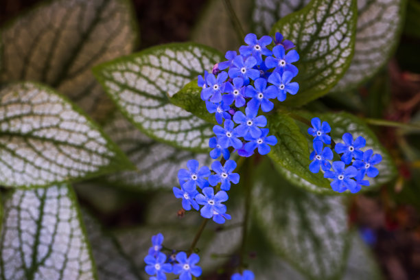 brunnera